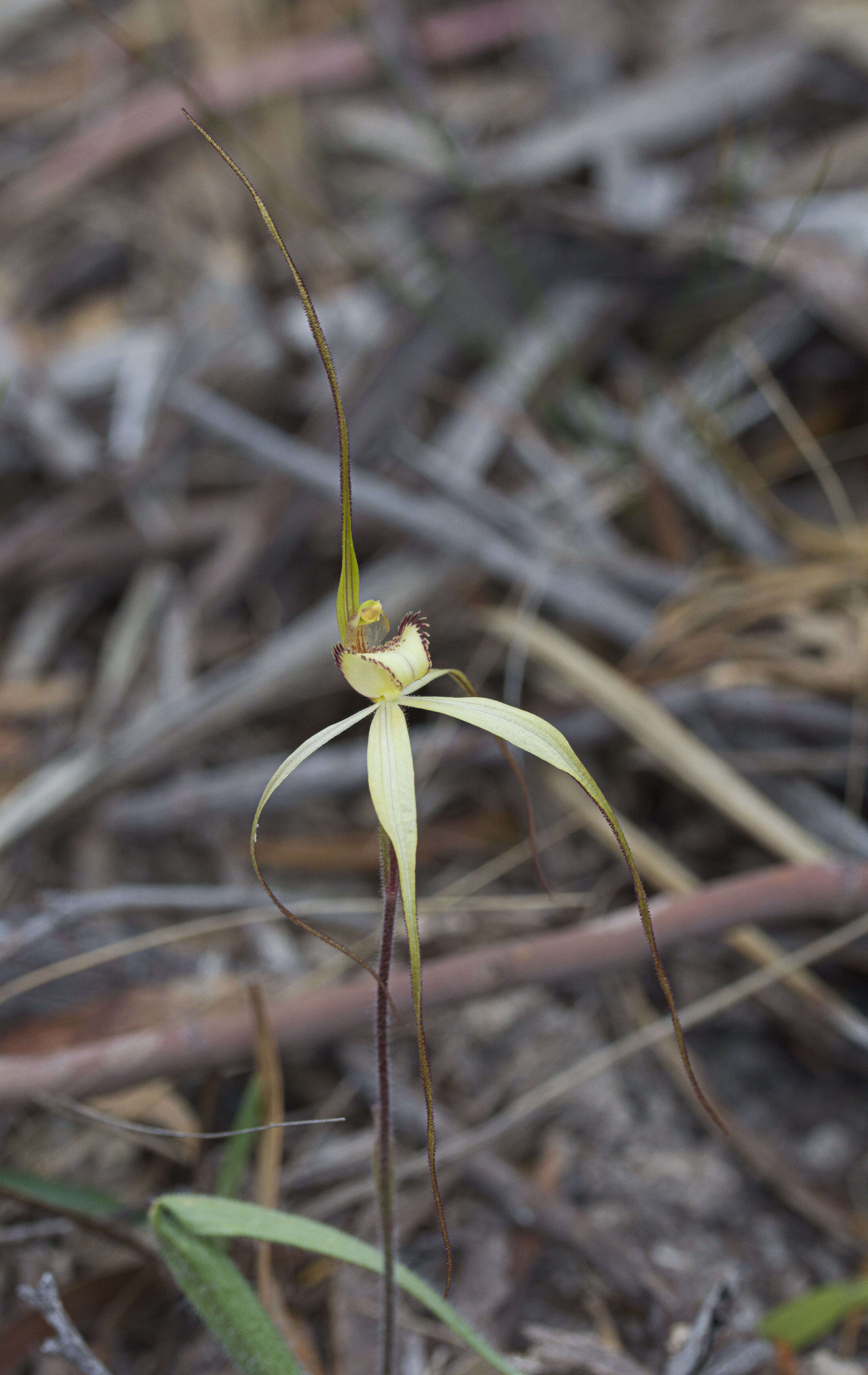 Image of Fawn spider orchid