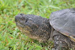 Image of snapping turtles and big-headed turtles