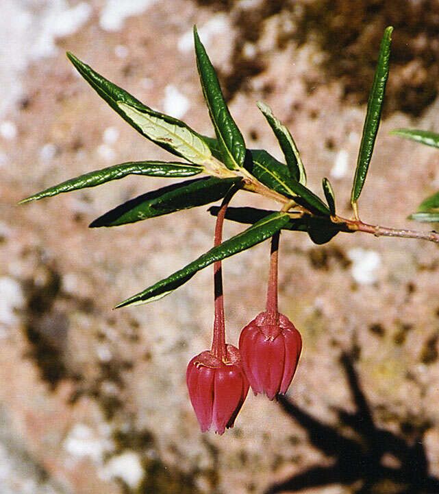 Image of Crinodendron