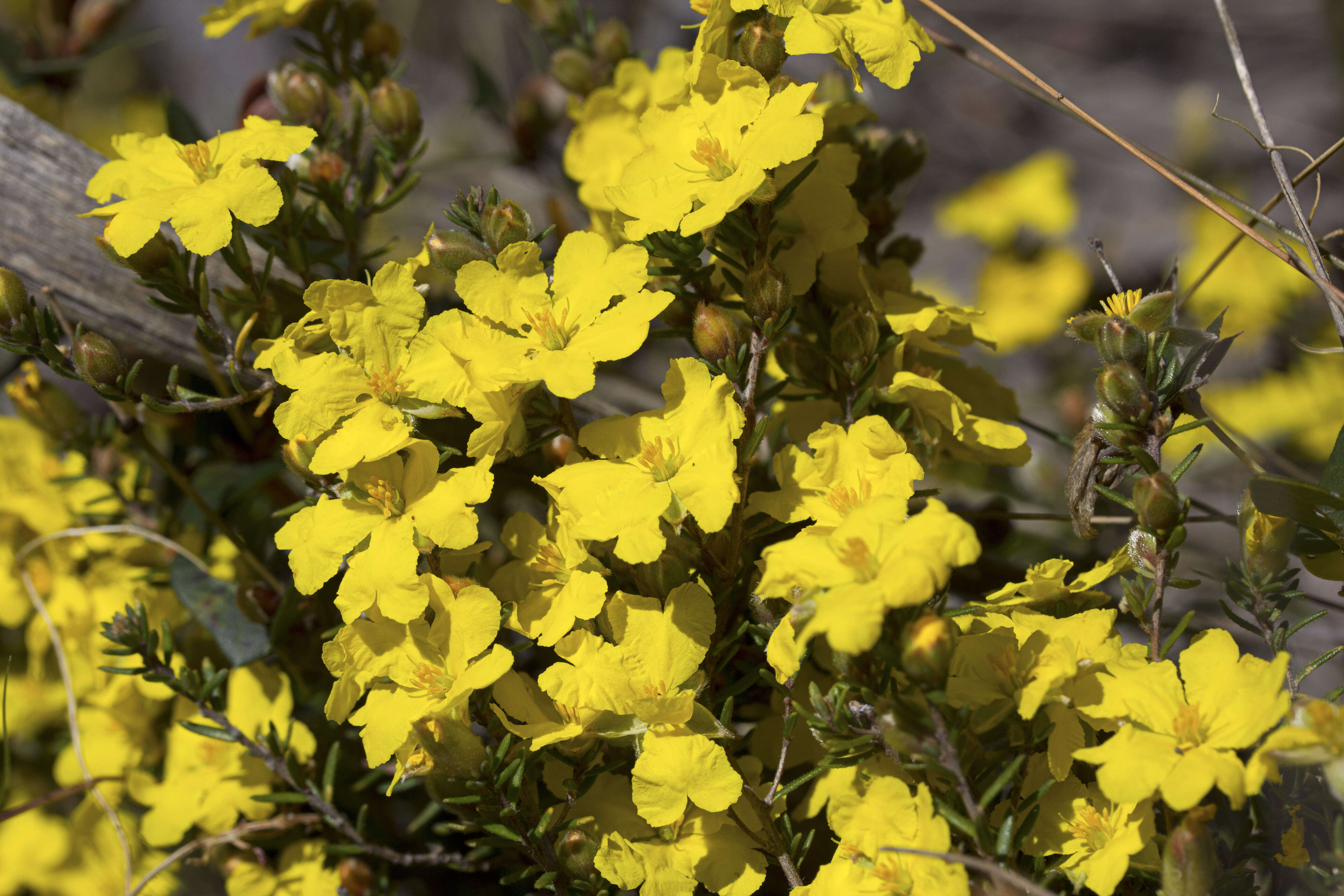 Image of Hibbertia riparia (R. Br. ex DC.) Hoogland