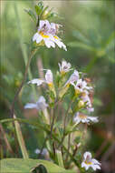 Image of Euphrasia officinalis L.