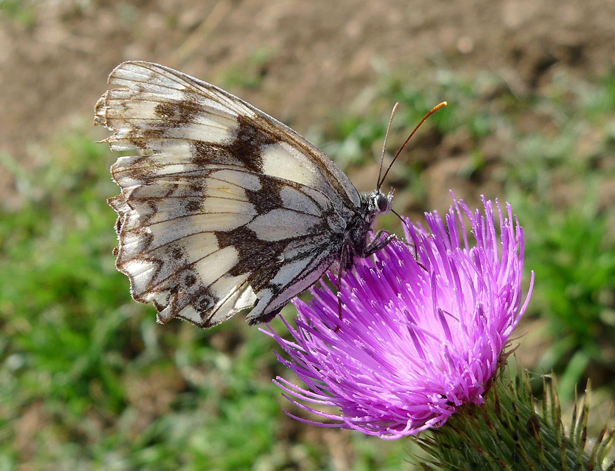 Imagem de Melanargia