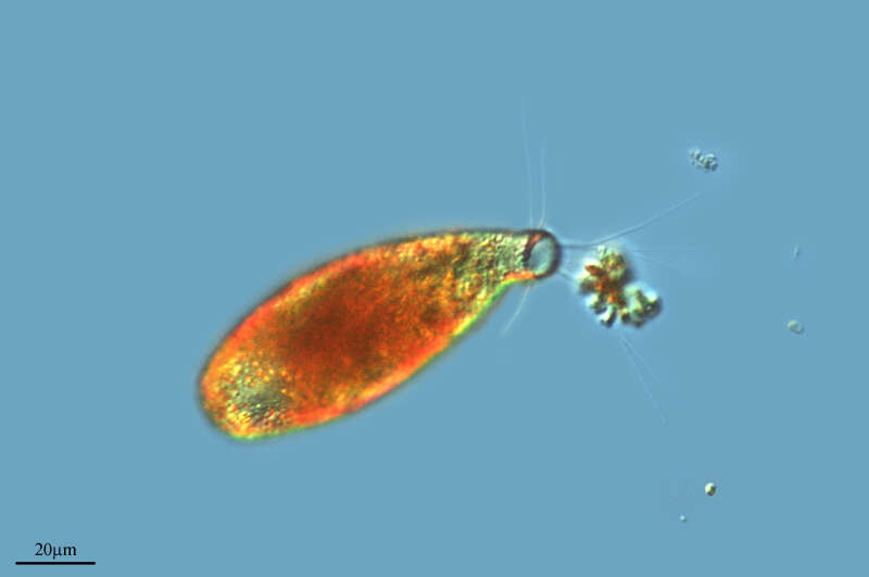 Image of Cyphoderia Schlumberger 1845