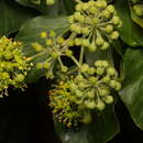 Hedera helix f. helix resmi