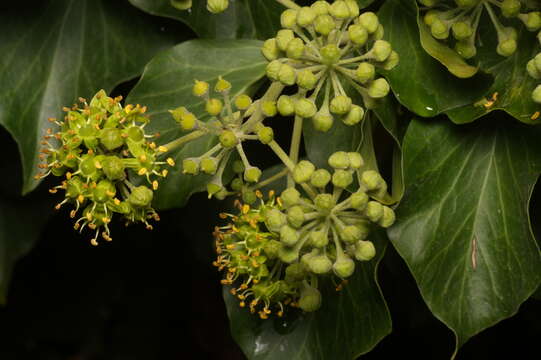 Image of Hedera helix f. helix