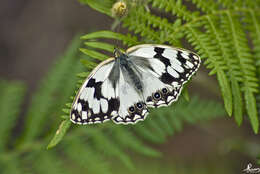 Imagem de Melanargia lachesis Hübner 1790