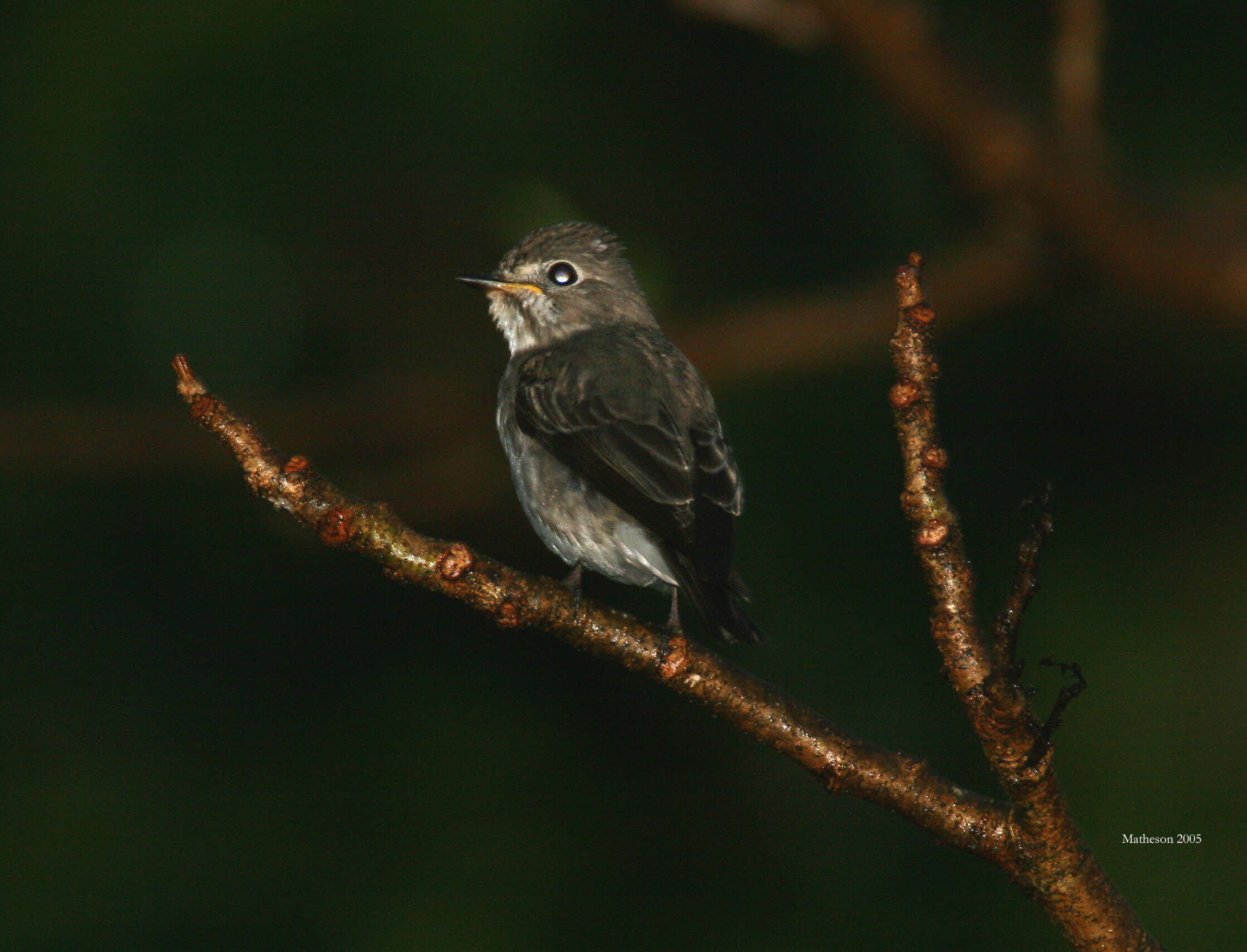 Image of Muscicapa Brisson 1760