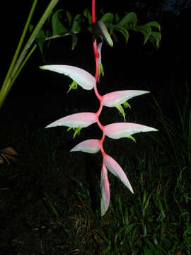 Image of Heliconia chartacea Lane ex Barreiros