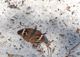 Image of Common buckeye