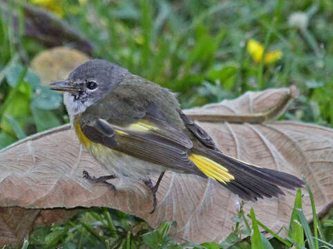 Image of American Redstart