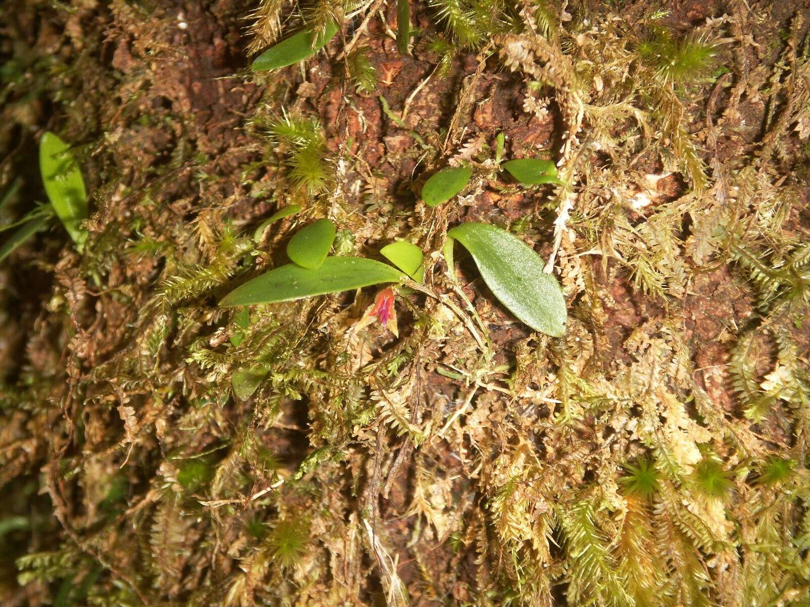 Image of Luquillo Mountain babyboot orchid