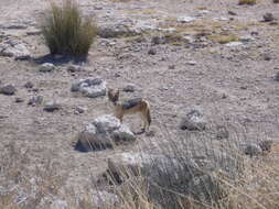 Image of coyote