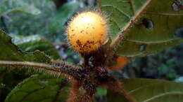 Image of Cordia nodosa Lam.