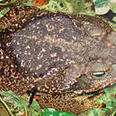 Image of Cururu Toad