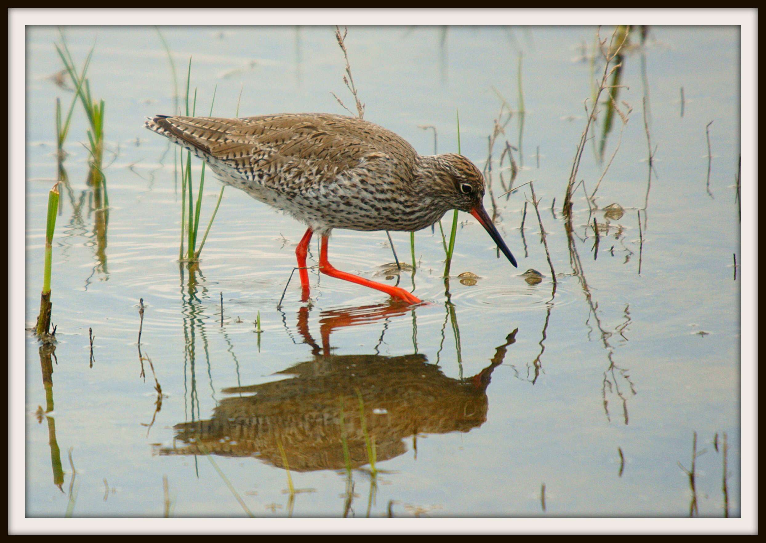 Image of Spotted Redshank