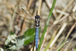 Image of Skimmers (Dragonflies)