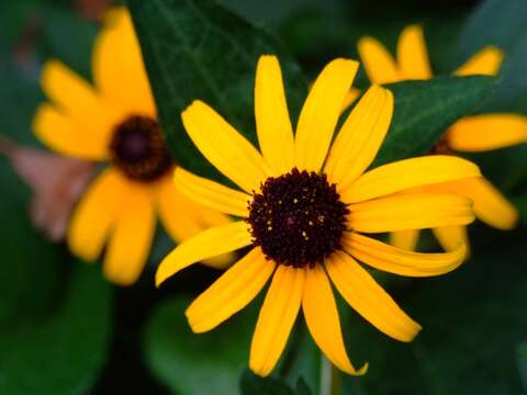 Image de Rudbeckia fulgida Ait.