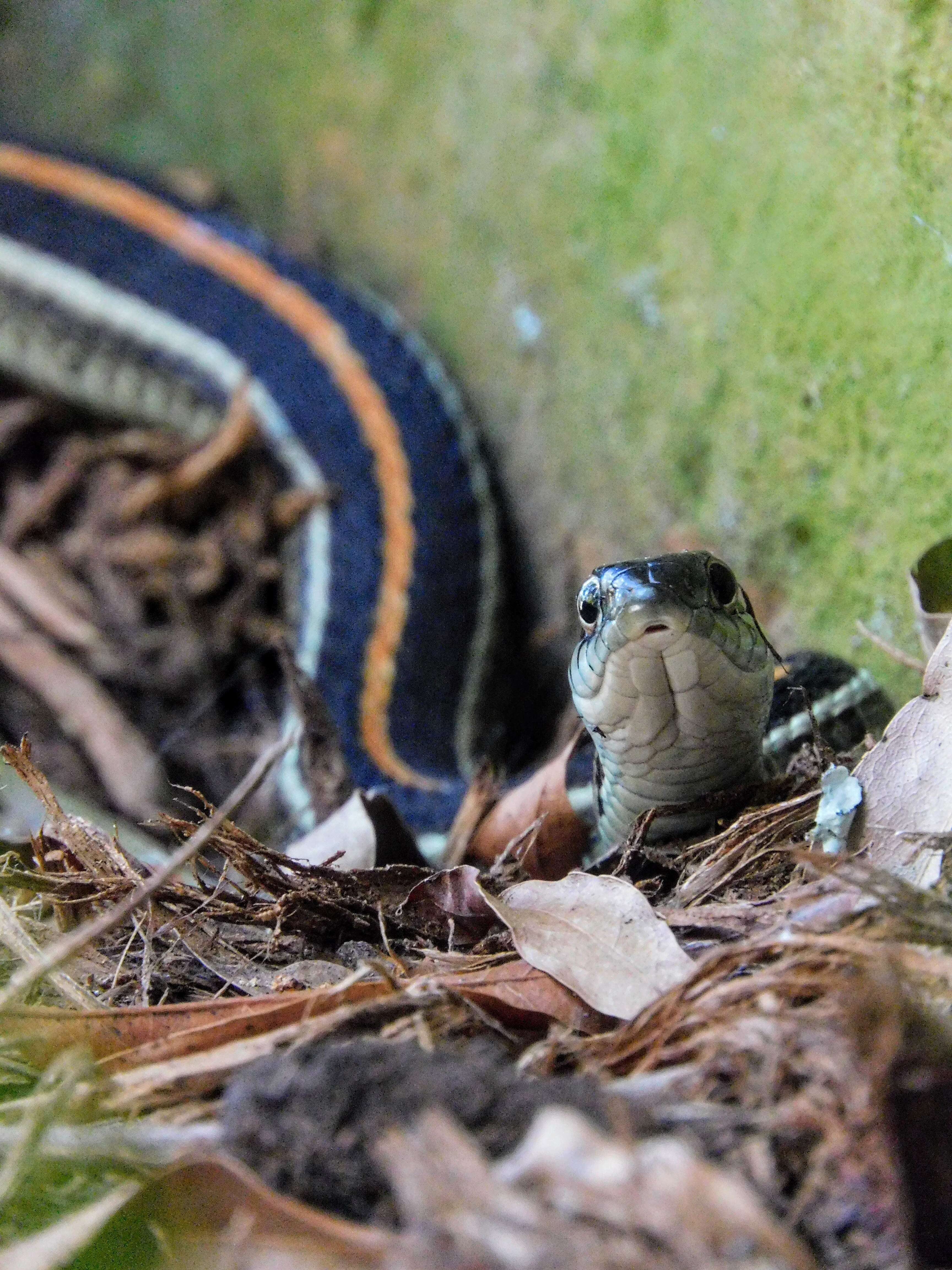 Image of Common Garter Snake