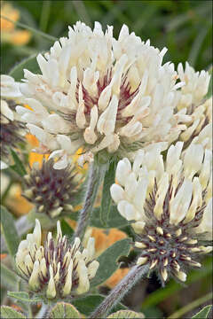 Image de Trifolium noricum Wulfen