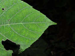 Image of Cissus biformifolia Standl.