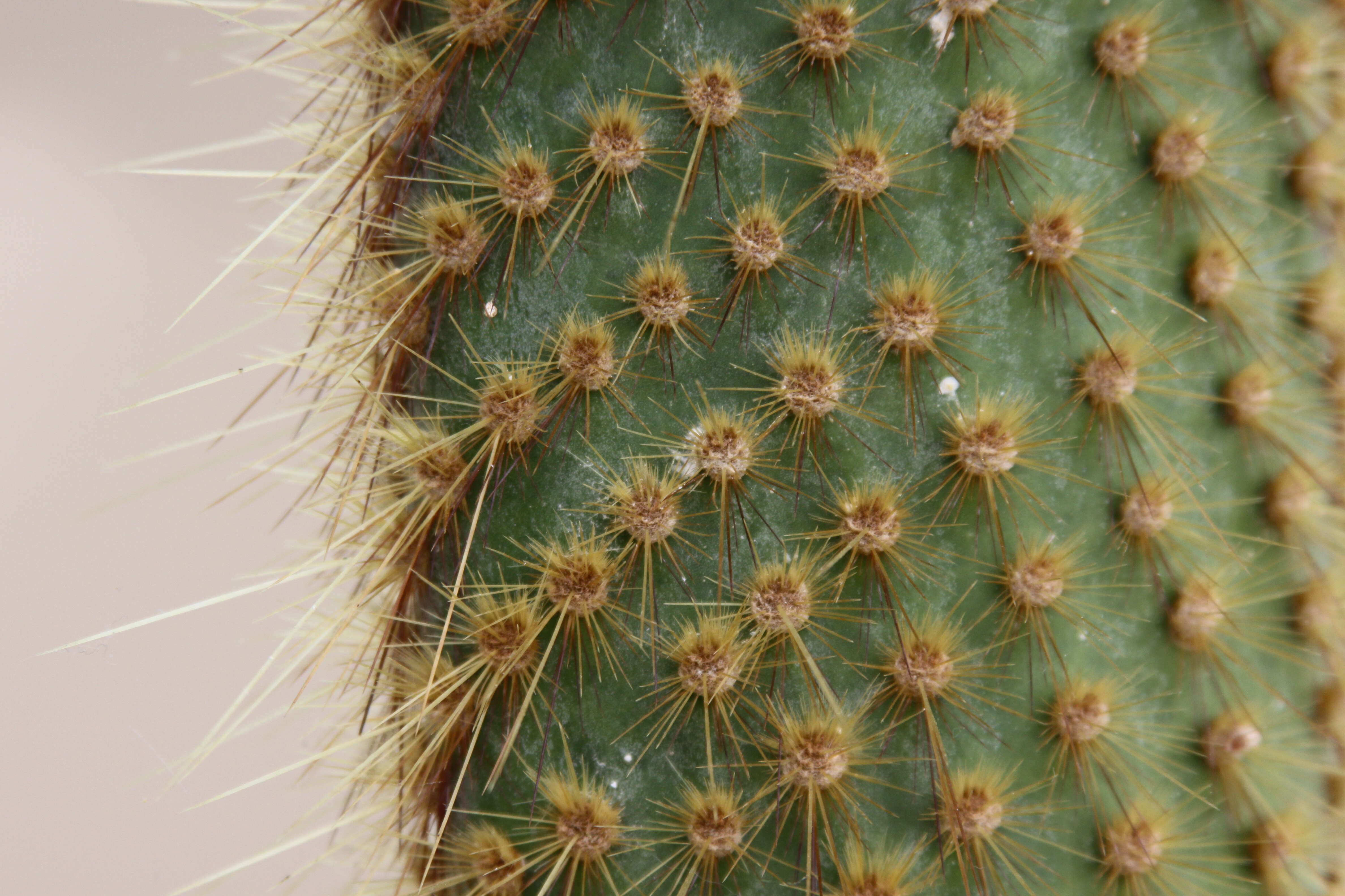 Image of Prickly pear