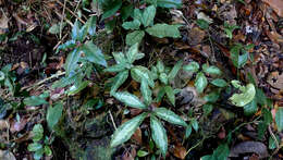 Image of Zomicarpa steigeriana Maxim. ex Schott