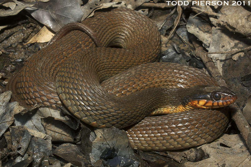 Image of Plain-bellied Watersnake