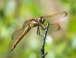 Image of Libellula Linnaeus 1758