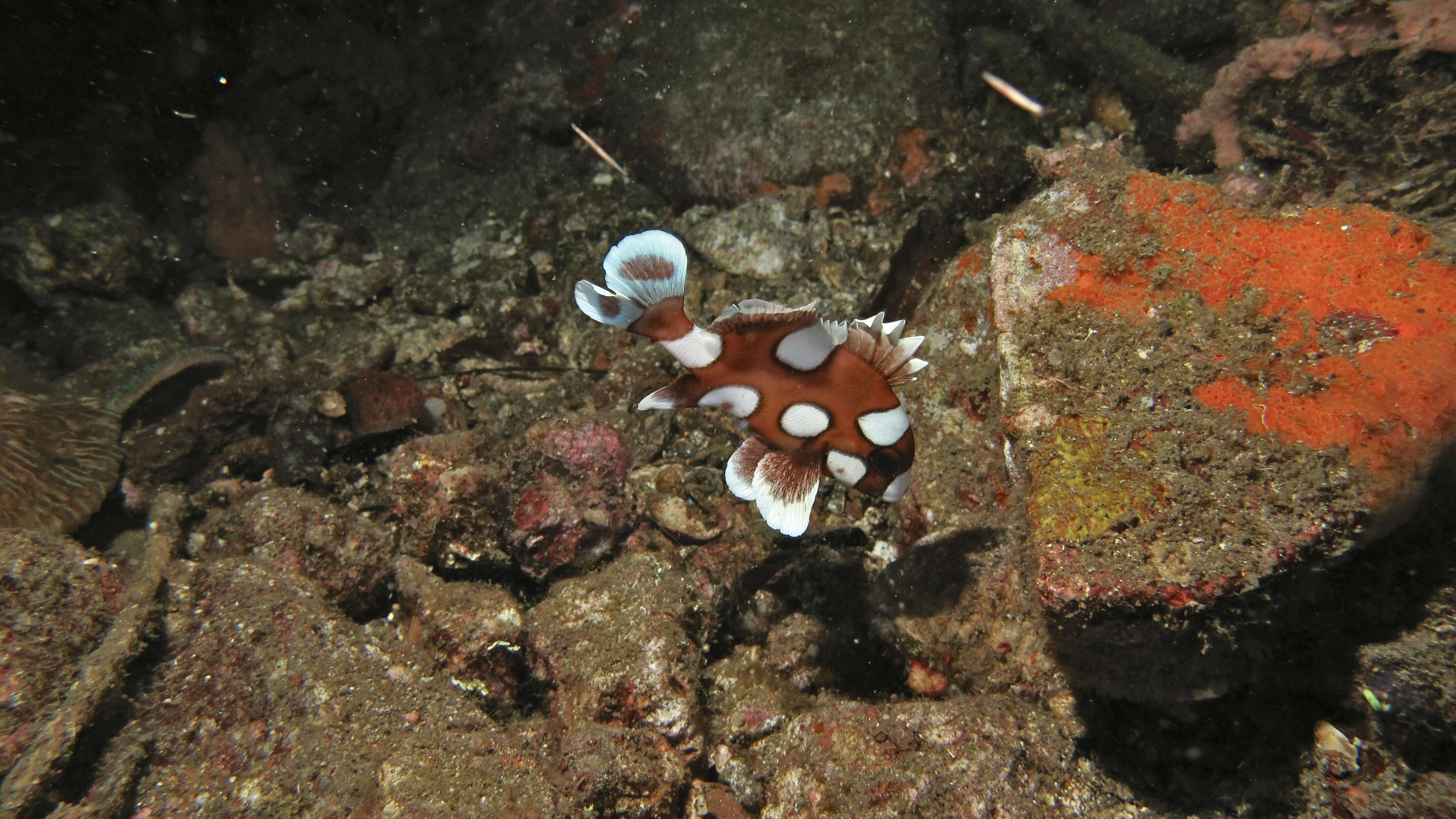 Image of Harlequin sweetlips