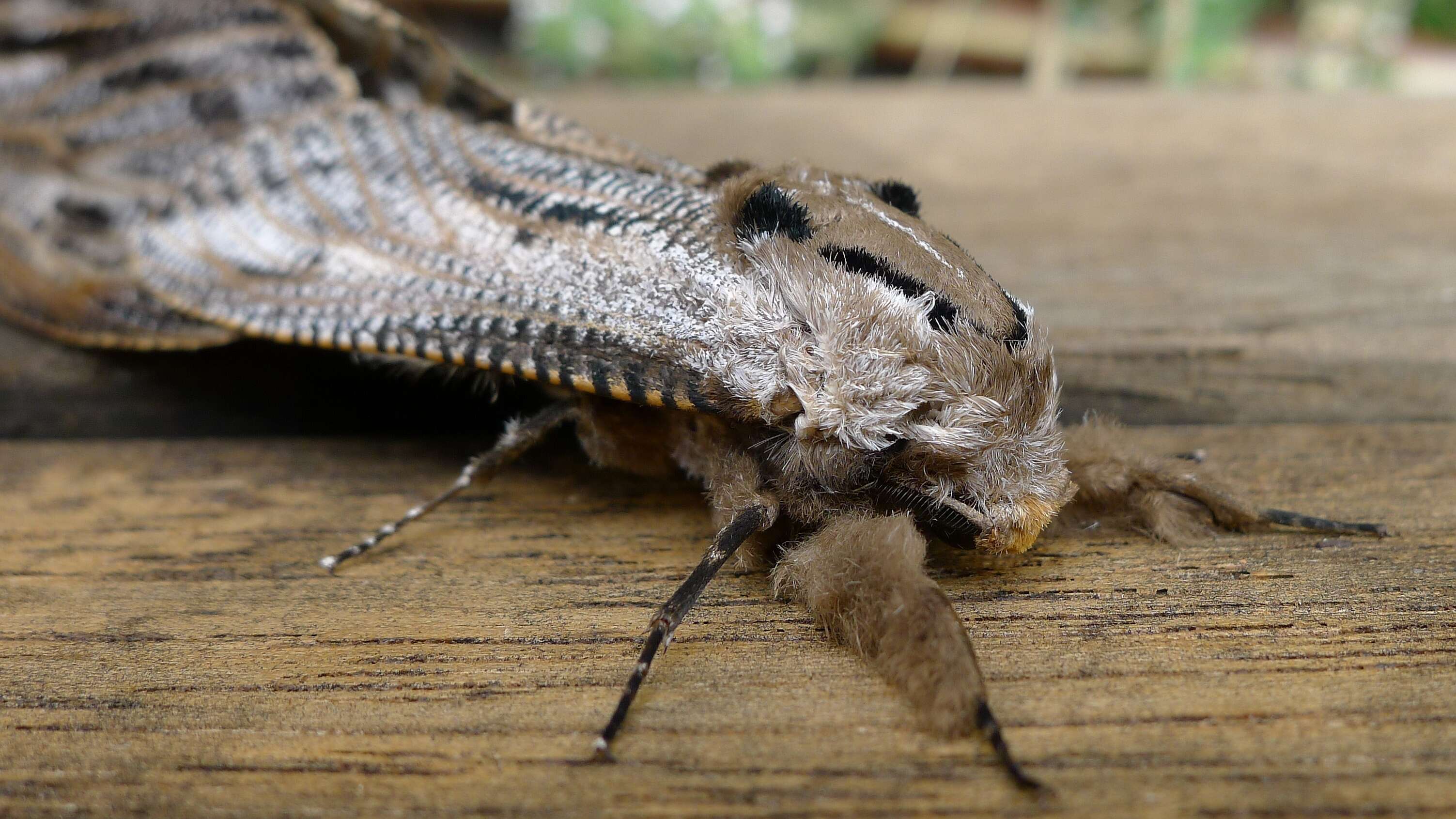 Endoxyla lituratus resmi