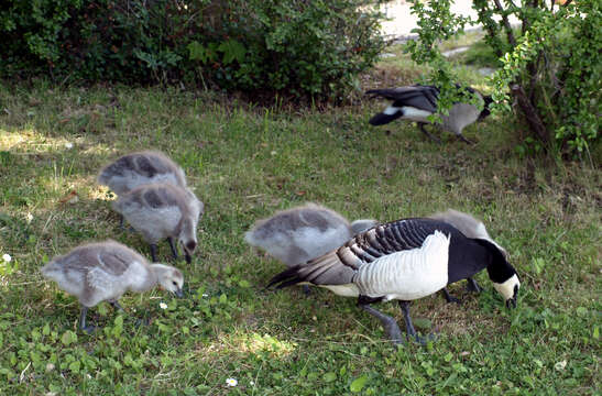 Image of Hawaiian goose