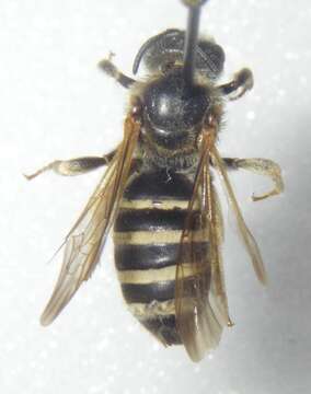 Image of Halictus farinosus Smith 1853