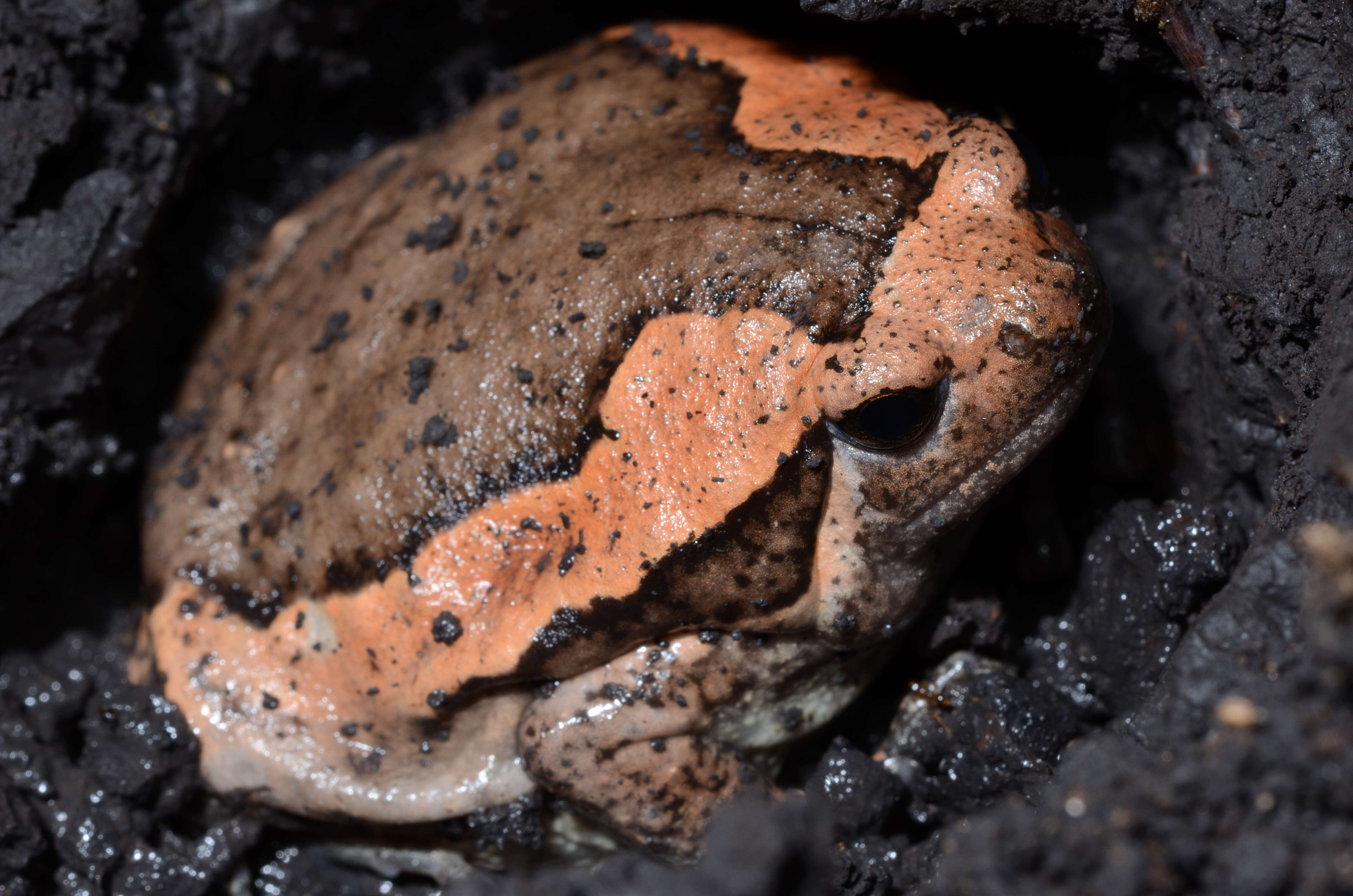 Image of Banded Bullfrog