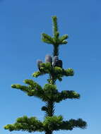 Image of Fir