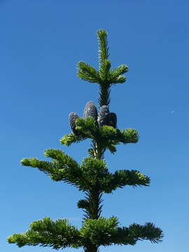 Image of subalpine fir