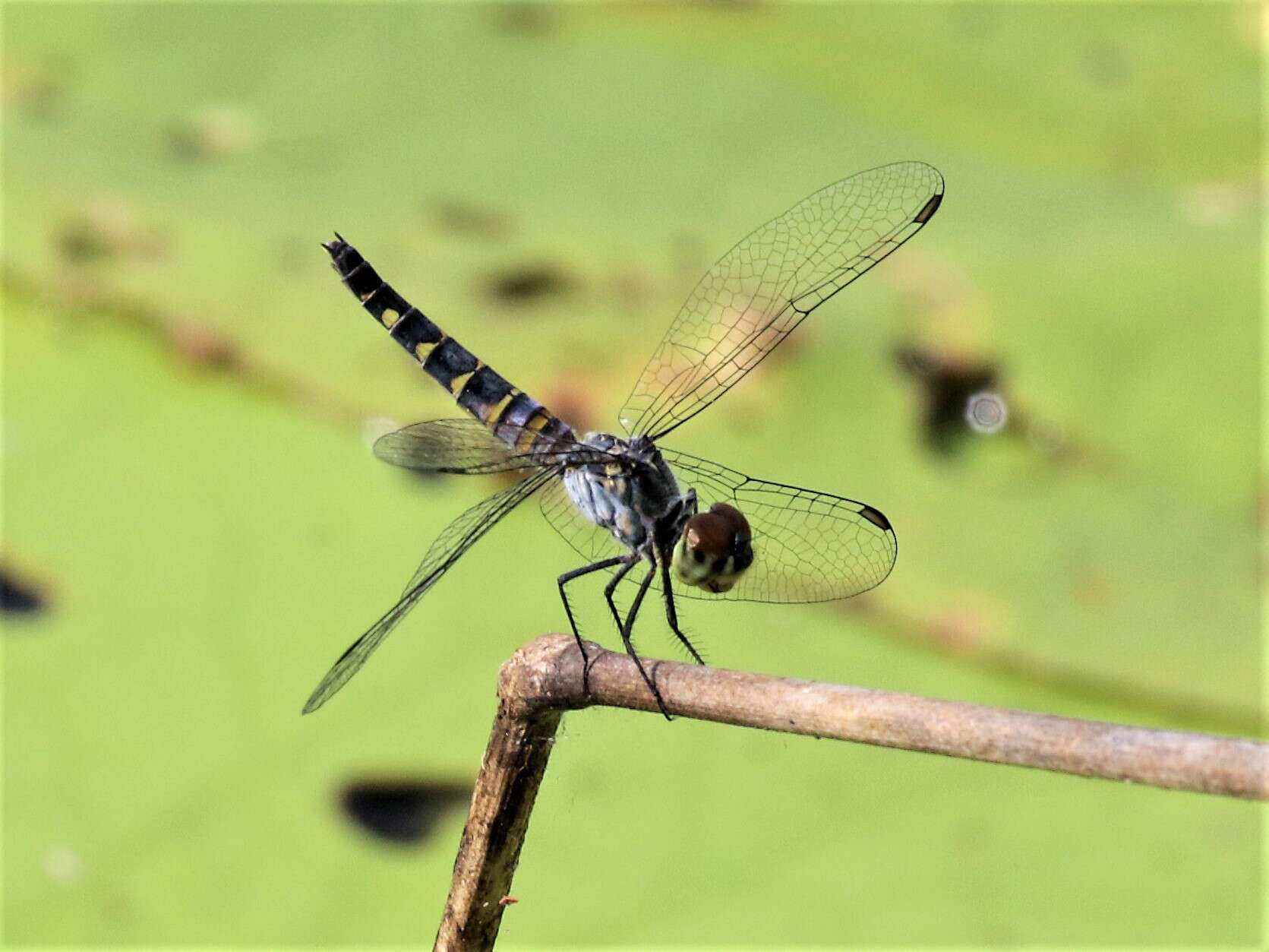 Image of Brachydiplax Brauer 1868