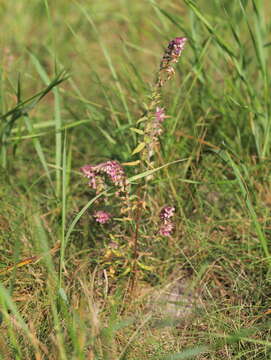 Image of Broomrape