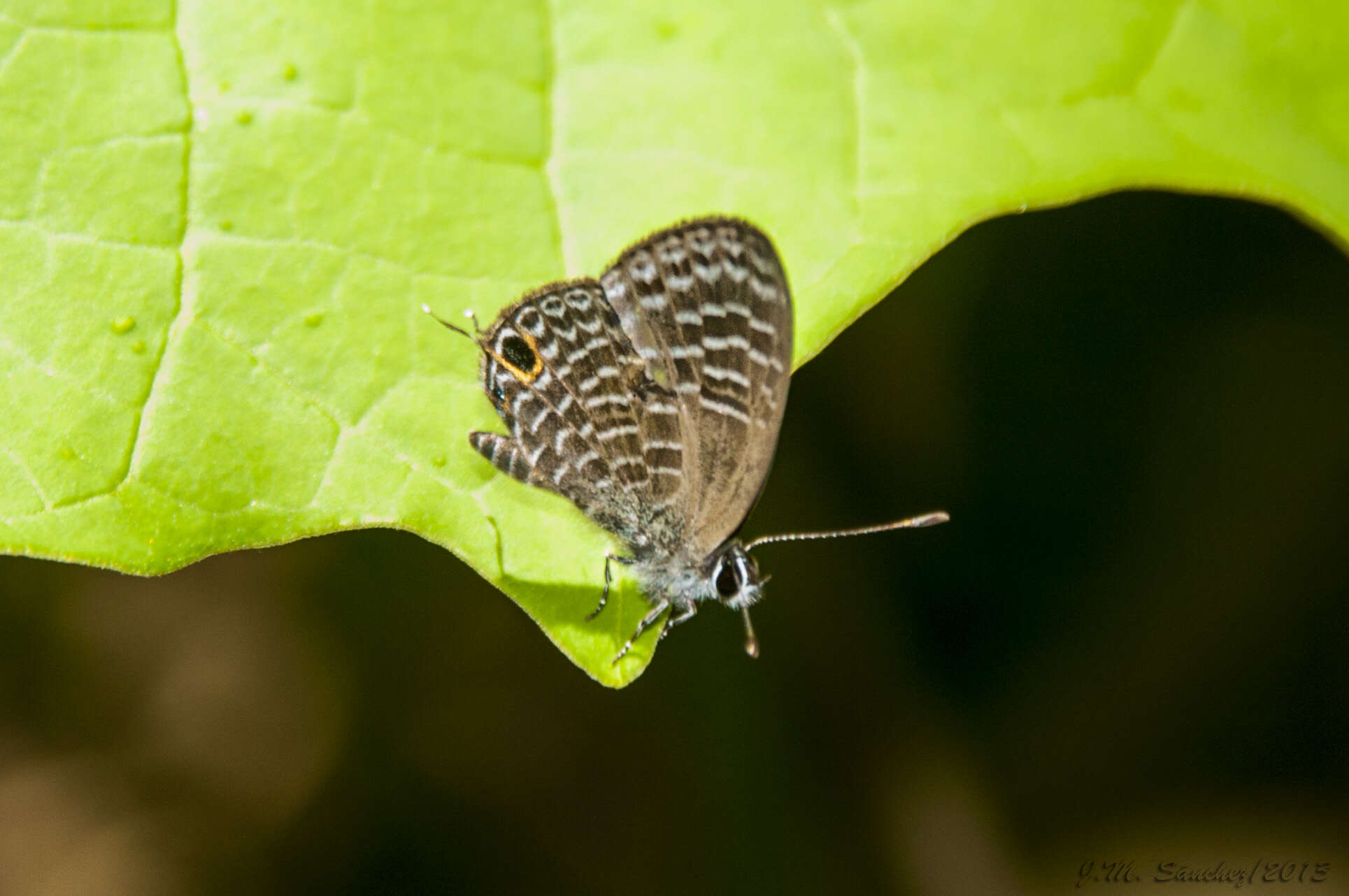 Image de Catochrysops