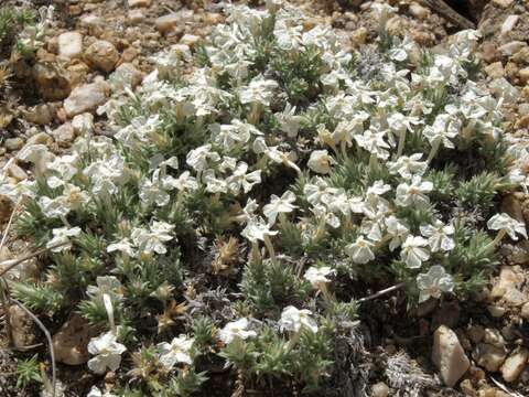 Image of carpet phlox