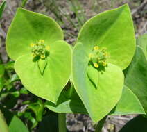 Sivun Euphorbia platycephala Pax kuva