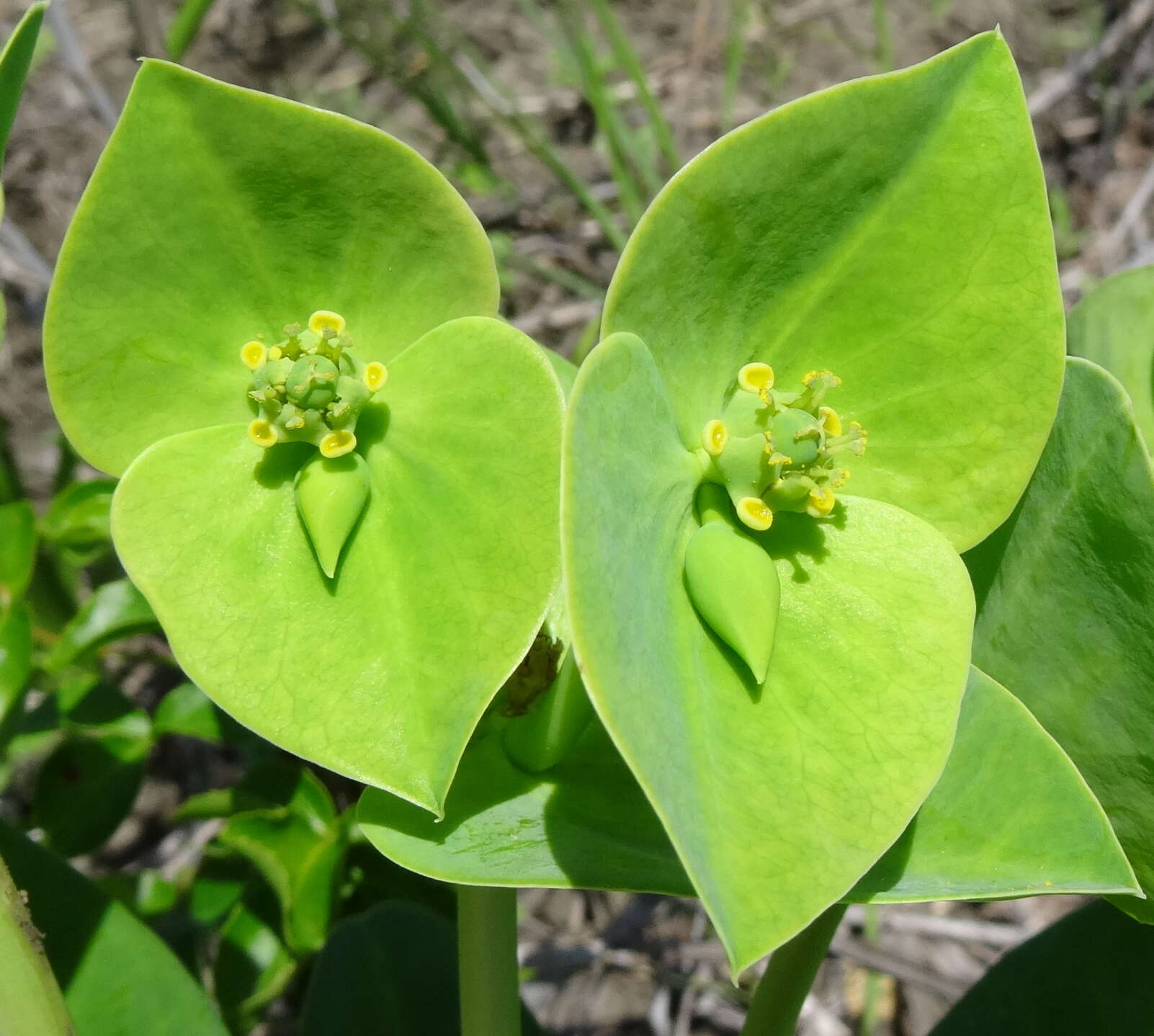 Sivun Euphorbia platycephala Pax kuva