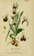 Image of ophrys