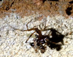 Image of Western Black Widow spider