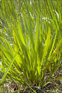 Image of Plantago altissima L.