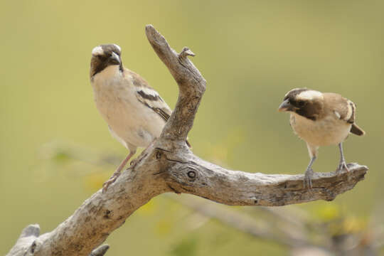 Image of sparrow-weaver