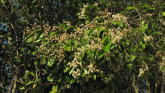 Image of Myrcia neuwiedeana (O. Berg) E. Lucas & C. E. Wilson