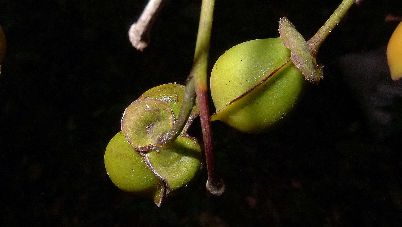 Plancia ëd Davilla flexuosa St.-Hil.