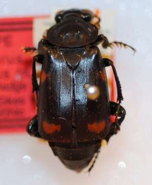 Image of Nicrophorus (Nicrophorus) reticulatus Sikes & Madge 2006