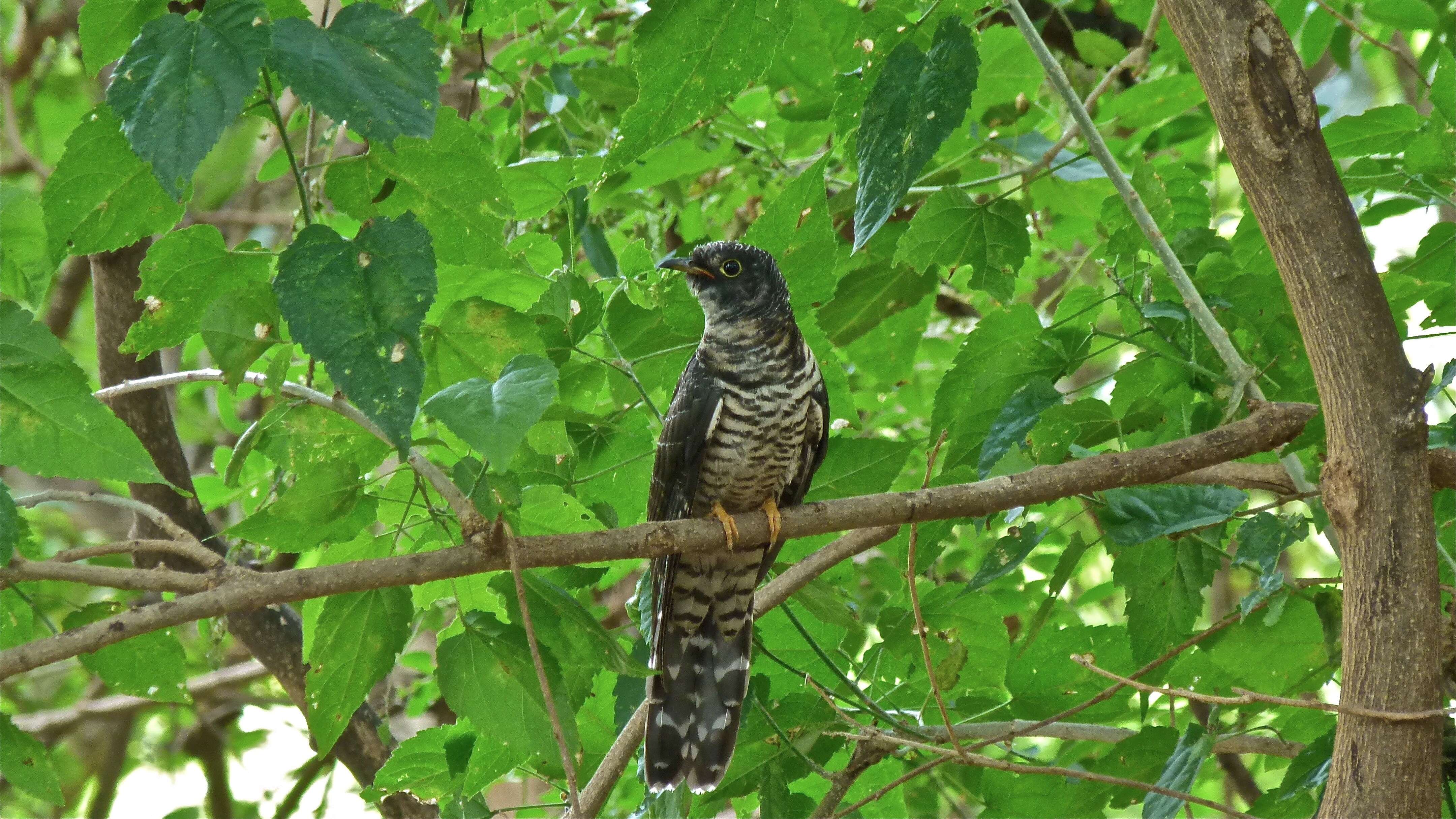 Image of African Cuckoo