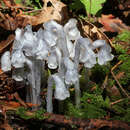 Image of Indian Pipe